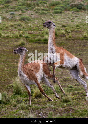 Guanakos Paarung im Torres del Paine Nationalpark in Patagonien, Chile Stockfoto