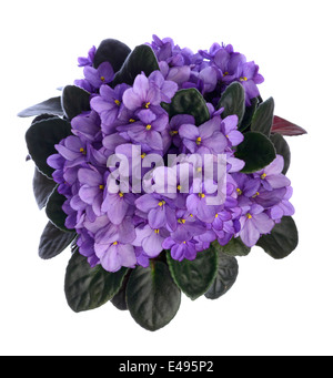 Lila African Violet Blumen Stockfoto