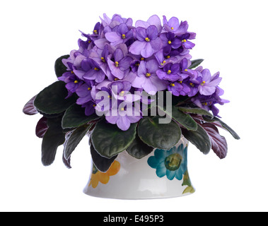 Lila African Violet Blumen Stockfoto