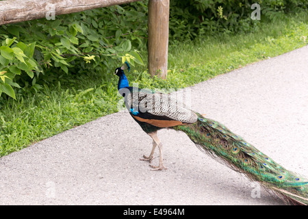 Männlicher Pfau überqueren einer Straße auf dem Toronto Zoo Stockfoto