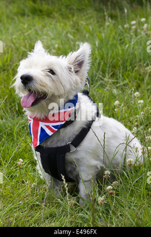 West Highland White Terrier trägt ein Union Jack-Halstuch Stockfoto