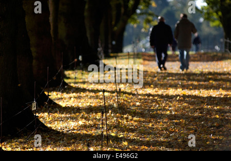 BEAUMONT-HAMEL, FRANKREICH-SOMME-SCHLACHTFELDER-BEAUMONT-HAMEL-NEUFUNDLAND MEMORIALPARK, FRÜHHERBST. FOTO: JONATHAN EASTLAND/AJAX. Stockfoto