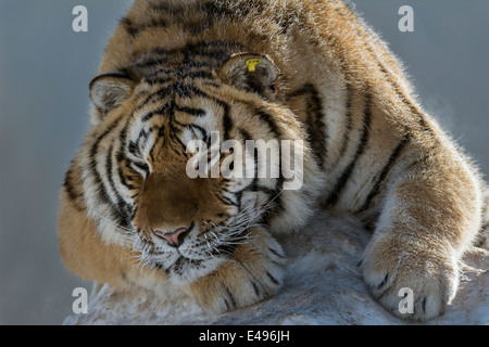 Sibirischer Tiger ruht seinen Kopf auf seine Pfote, Hengdaohezi Breeding Center, Mudanjiang, China Stockfoto