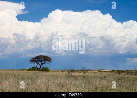 Eine Landschaft mit einem Dornenbaum im Vordergrund und Regen Sturm - große weiße Wolken Stockfoto