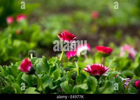 rosa Gänseblümchen zwischen grünen Blättern wachsen auf dem Boden Stockfoto