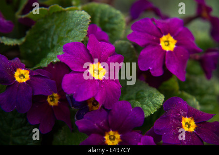 Einige lila Primel Blüten unter den grünen Blättern Stockfoto