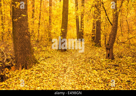Weg Weg Weg Weg mit Bäumen an einem sonnigen Tag im gelben Herbstwald. Hintergrund Stockfoto