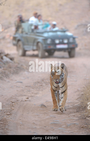 Touristenfahrzeuge nach ein Tiger auf einer Tiger-Safari in Ranthambhore Tiger reserve Stockfoto