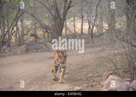 Tiger zu Fuß auf einen Wald zu verfolgen, im trockenen laubwechselnden Lebensraum Ranthambhore Stockfoto