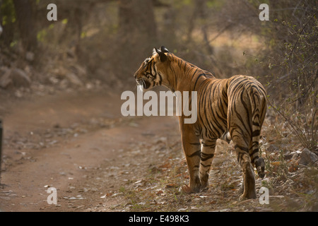 Tiger zu Fuß auf einem Wald verfolgen an einem kalten Wintermorgen im trockenen laubwechselnden Lebensraum Ranthambhore Stockfoto