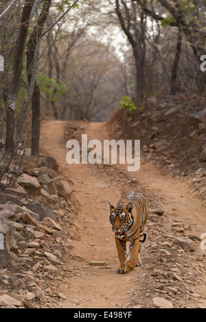 Tiger zu Fuß auf einen Wald zu verfolgen, im trockenen laubwechselnden Lebensraum Ranthambhore Stockfoto