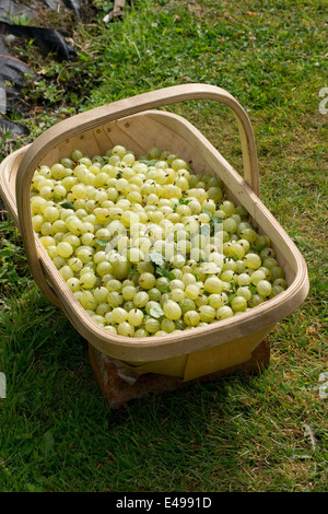 Stachelbeeren, die nur in einem Sussex Trug geerntet Stockfoto