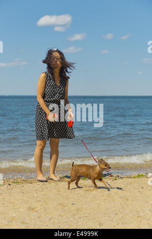 Sands Point, New York, USA. 5. Juli 2014. Sands Point, New York, USA - 5. Juli 2014 - junge Frau spaziert ihr Chihuahua an der Leine entlang der sandigen Küste in Sands Point erhalten an der North Shore Gold Coast auf Long Island Sound. Der öffentliche Strand hatten viele Besucher an diesem Samstag von Independence Day Wochenende als sonniges warmes Wetter nach dem verregneten Juli 4. ankamen. © Ann Parry/ZUMA Draht/Alamy Live-Nachrichten Stockfoto