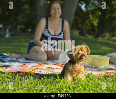 Sands Point, New York, USA. 5. Juli 2014. Sands Point, New York, USA - 5. Juli 2014 - Juliette, eine 3,5 lbs Teetasse Yorkie aus Queens, hat mit ihrer Familie, die sitzt auf der Picknickdecke, Independence Day Wochenende Sands Point erhalten auf den Long Island Sound of North Shore Gold Coast-Bereich besuchen kommen. Der öffentliche Park hatten viele Besucher an diesem Samstag von Independence Day Wochenende als sonniges warmes Wetter nach dem verregneten Juli 4. ankamen. © Ann Parry/ZUMA Draht/Alamy Live-Nachrichten Stockfoto