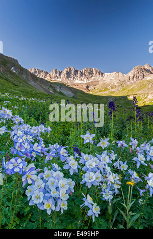 Akeleien (Aquilegia Coerulea) und amerikanischen Becken Klippen, American-Becken, San-Juan-Gebirge, Colorado USA Stockfoto