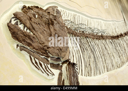 Xiphactinus Audax (original Fossil), prähistorische Ozean Hall, Dinosaurier Resource Center, Woodland Park, Colorado USA Stockfoto