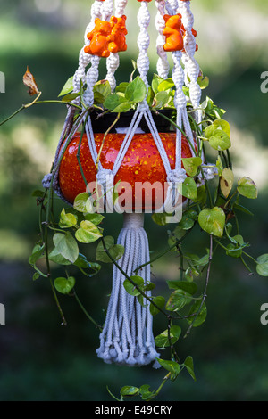 Zimmerpflanze hängen im Freien in eine orange dekorative Pflanzer, bekannt als Teufels Ivy Stockfoto