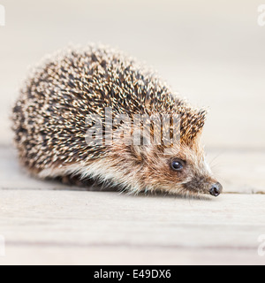 Igel auf Holzboden Stockfoto