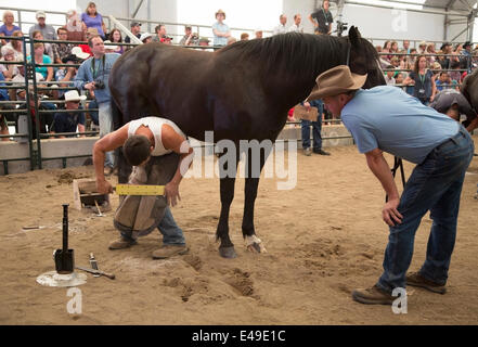 Calgary, Alberta, Kanada. Juli 2014. Farrier beendet das Schustern eines Pferdes, während er am Sonntag, den 6. Juli 2014, im Finale des Wettbewerbs der Blacksmiths der Weltmeisterschaften in Calgary Stampede antritt. In dieser langjährigen Tradition an der Stampede kämpfen die besten fünf Farrierer um den Weltmeistertitel. Calgary, Alberta, Kanada. Credit: Rosanne Tackaberry/Alamy Live News Stockfoto