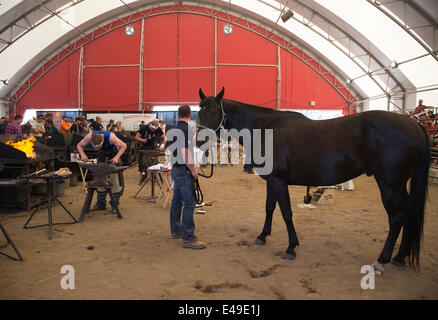 Calgary, Alberta, Kanada. Juli 2014. Farriers, die auf Pferdeschuhe verzichten, während sie am Sonntag, den 6. Juli 2014, in der Endrunde des Wettbewerbs der Blacksmiths der Weltmeisterschaften in der Calgary Stampede antreten. In dieser langjährigen Tradition an der Stampede kämpfen die besten fünf Farrierer um den Weltmeistertitel. Calgary, Alberta, Kanada. Credit: Rosanne Tackaberry/Alamy Live News Stockfoto