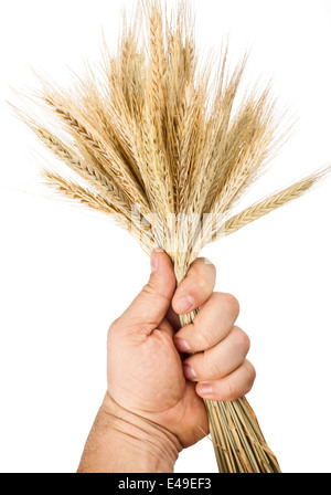 Hand halten Ähren auf dem weißen Hintergrund isoliert Stockfoto
