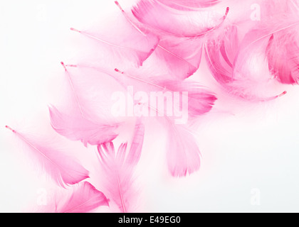 zart rosa Federn auf weißem Hintergrund Stockfoto
