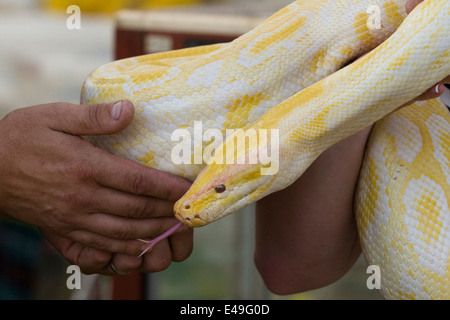 Albino Tigerpython bei einer Show Boden durch Mitglieder der Öffentlichkeit gehalten werden Stockfoto