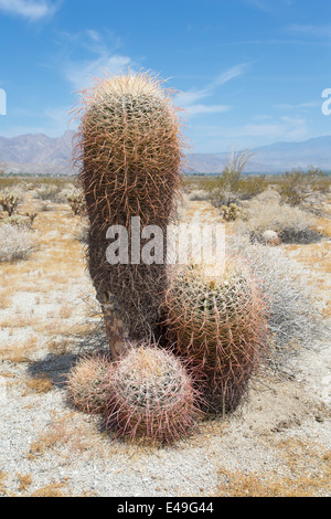 Barrel Cactus, Ferocactus Acanthodes, Anza-Borrego Desert, Kalifornien, USA Stockfoto