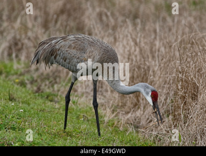 Sandhill Kran (Grus Canadensis) Fütterung mit Schilf im Hintergrund Stockfoto