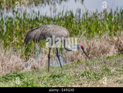 Sandhill Kran (Grus Canadensis) Fütterung mit Schilf im Hintergrund Stockfoto