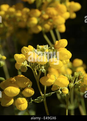 Hausschuh Blume - Calceolaria integrifolia Stockfoto