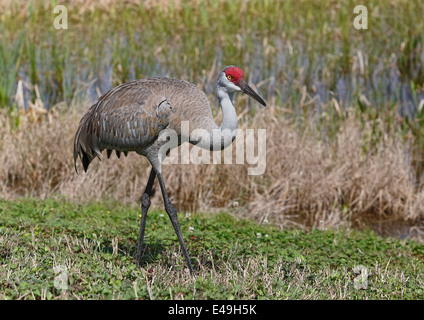 Sandhill Kran (Grus Canadensis) gehen mit Schilf im Hintergrund Stockfoto