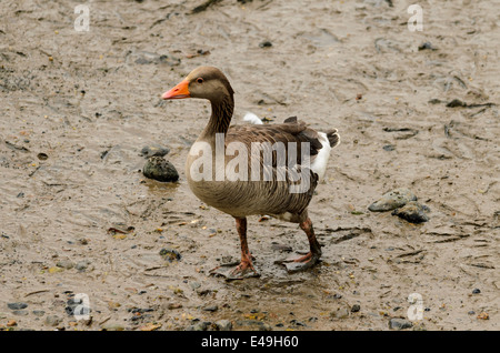 Zu Fuß auf einem Flussbett Graugans Stockfoto