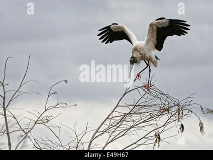 Holz-Storch (Mycteria Americana) Landung Stockfoto