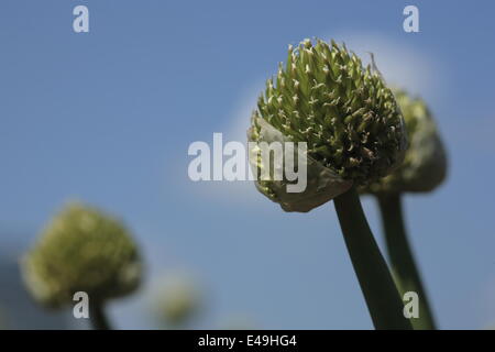 Winterzwiebel - Allium fistulosum Stockfoto