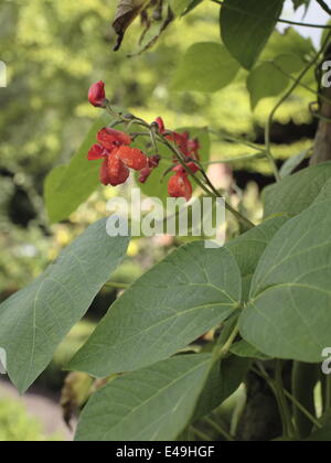 Runner Bean - Phaseolus coccineus Stockfoto