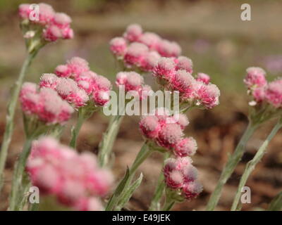 Catsfoot - Antennaria Dioica 'Rotes Wunder' Stockfoto