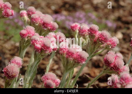 Catsfoot - Antennaria Dioica 'Rotes Wunder' Stockfoto