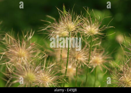 Gemeinsamen Kuhschelle - Pulsatilla vulgaris Stockfoto