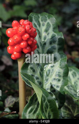 Gemeinsamen Arum - Arum maculatum Stockfoto