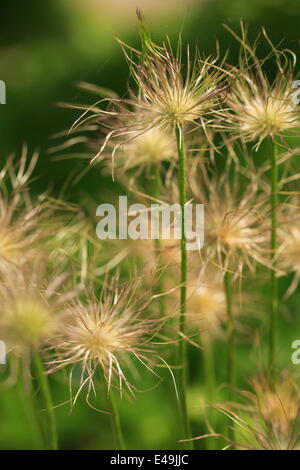 Gemeinsamen Kuhschelle - Pulsatilla vulgaris Stockfoto