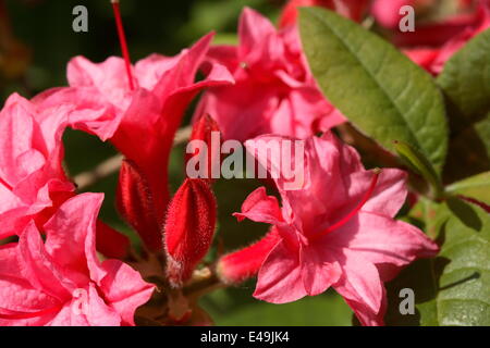 Azalee "Chenille" Stockfoto