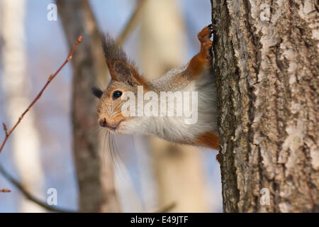 Eichhörnchen auf dem Baum Stockfoto