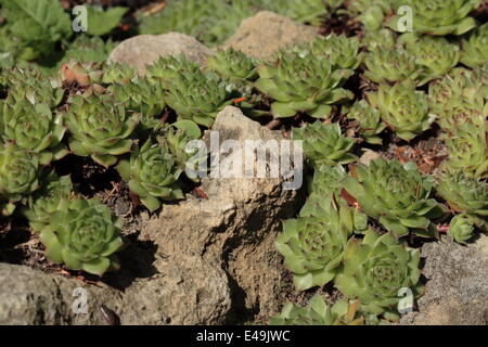 Gemeinsamen Hauswurz - Sempervivum tectorum Stockfoto