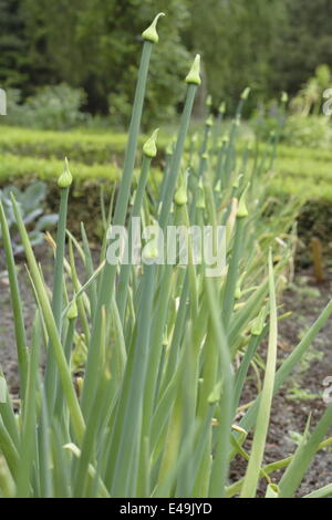 Gemeinsamen Zwiebel - Allium cepa Stockfoto