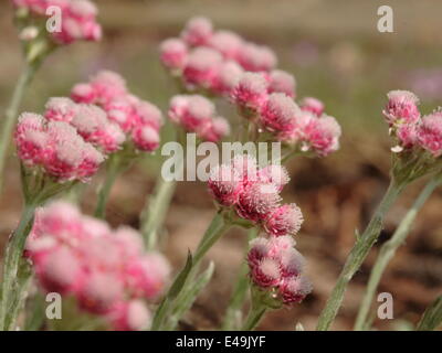 Catsfoot - Antennaria Dioica 'Rotes Wunder' Stockfoto