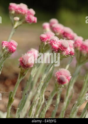 Catsfoot - Antennaria Dioica 'Rotes Wunder' Stockfoto