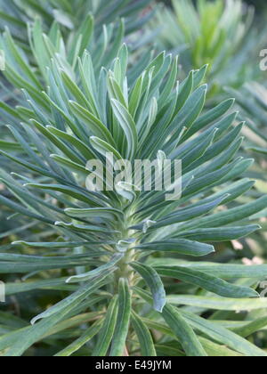 Mittelmeer-Wolfsmilch - Euphorbia characias Stockfoto