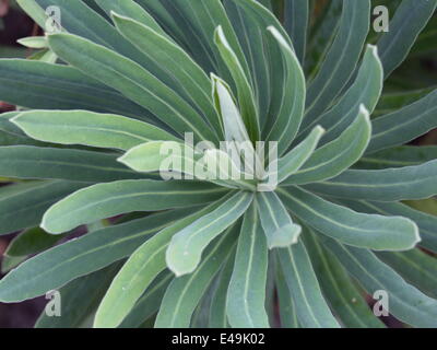 Mittelmeer-Wolfsmilch - Euphorbia characias Stockfoto