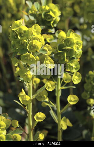 Holz-Wolfsmilch - Euphorbia amygdaloides Stockfoto